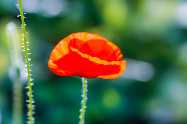 Fleurs de pavot rouge au soleil