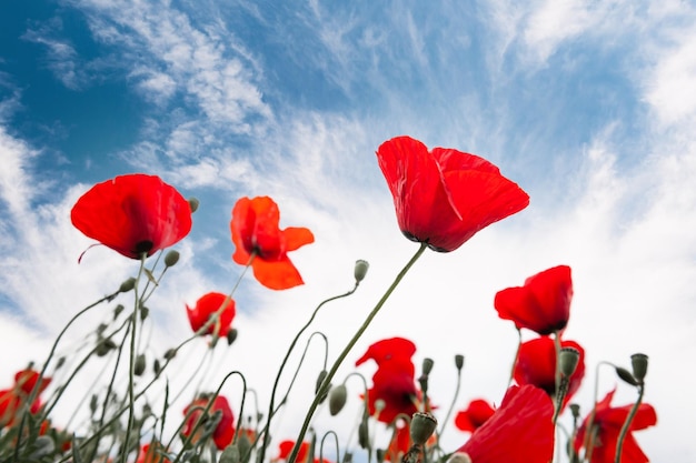 Fleurs de pavot rouge contre le ciel bleu