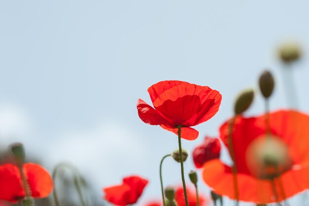 Fleurs de pavot rouge dans un champ. Beau paysage d'été