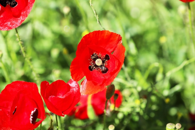 Fleurs de pavot rouge dans un champ sauvage.