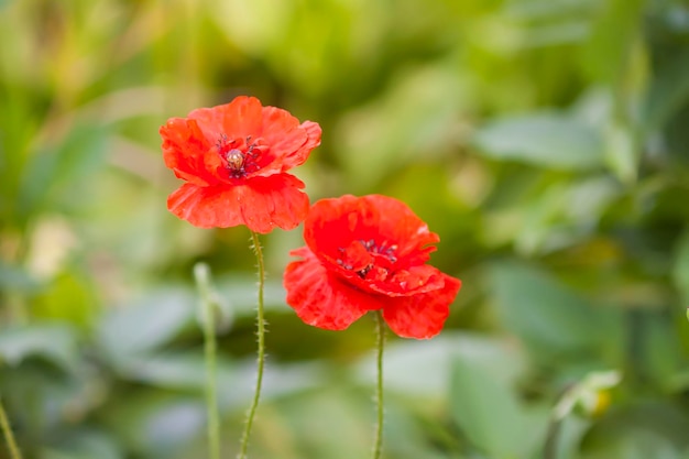 Fleurs de pavot rouge Fleurs sauvages qui fleurissent dans le champ d'été