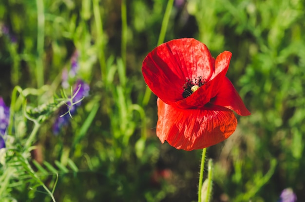 Des fleurs de pavot rouge qui fleurissent dans le champ d'herbe verte, fond floral de printemps naturel, peuvent être utilisées comme image pour le jour du souvenir et de la réconciliation