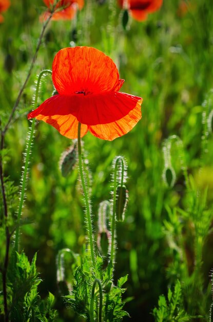 Des fleurs de pavot rouge qui fleurissent dans le champ d'herbe verte fond de printemps naturel floral peuvent être utilisées comme image pour le jour du souvenir et de la réconciliation