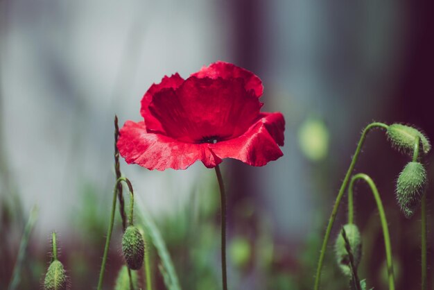 Des fleurs de pavot rouge qui fleurissent dans le champ d'herbe verte fond de printemps naturel floral peuvent être utilisées comme image pour le jour du souvenir et de la réconciliation