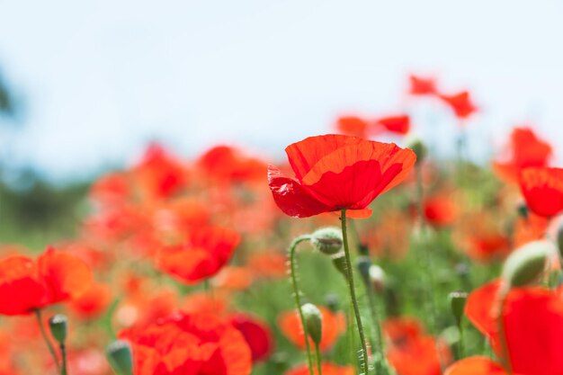 Fleurs de pavot rouge sauvage au soleil du matin. Image macro avec une faible profondeur de champ