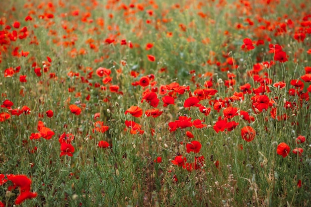 Fleurs de pavot rouge sur le terrain