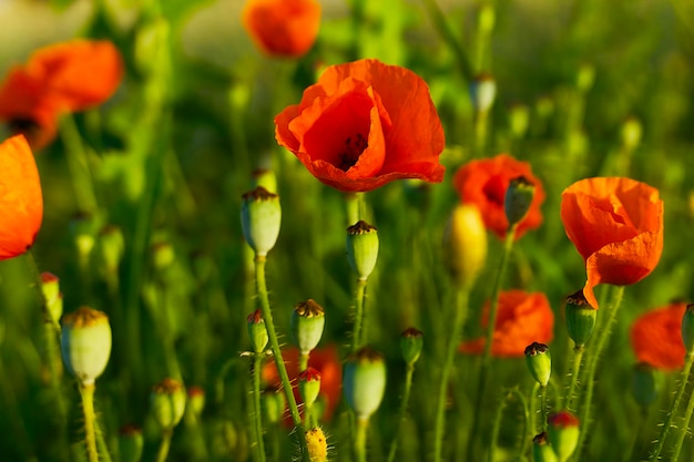 fleurs de pavot rouge vif sur fond d'herbe verte dans le champ