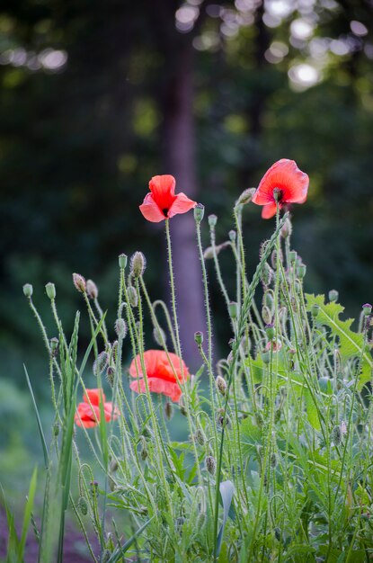 Fleurs de pavot rouge