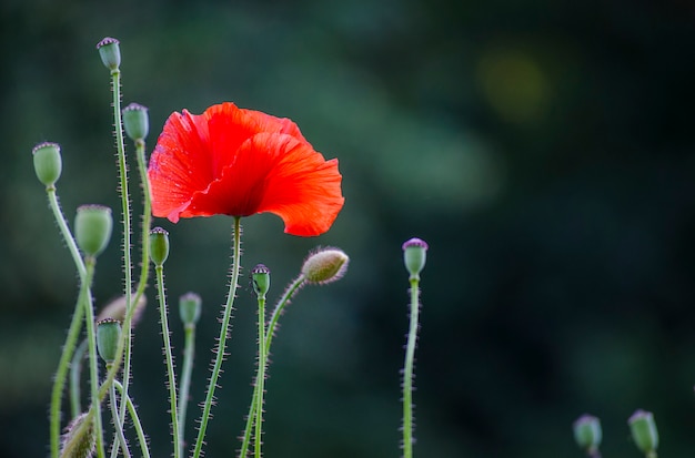 Fleurs de pavot rouge