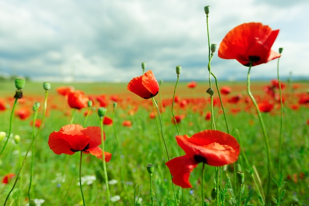 Fleurs de pavot rouge