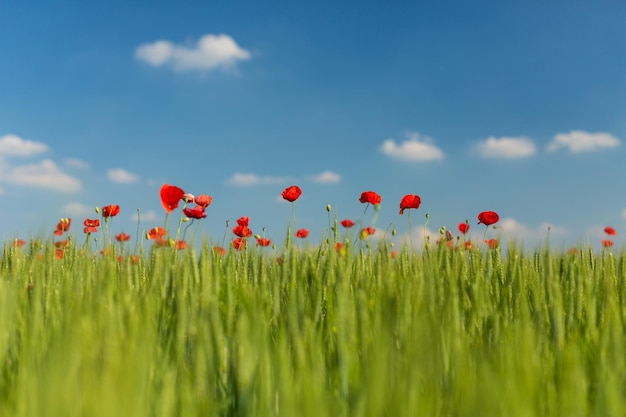 Des fleurs de pavot rouges contre le ciel
