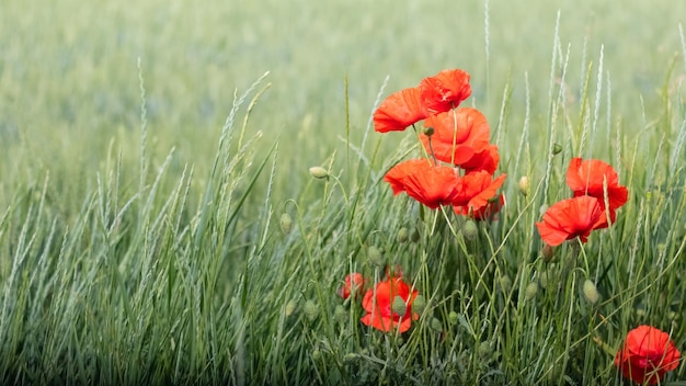 Des fleurs de pavot rouges dans un champ parmi l'herbe verte de l'espace de copie