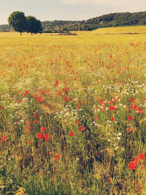 Des fleurs de pavot rouges dans le champ