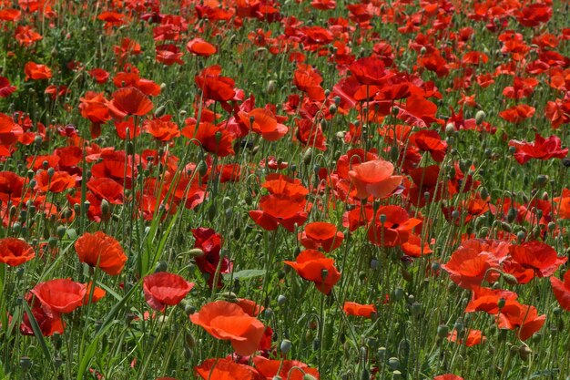 Photo des fleurs de pavot rouges fleurissent dans le champ.