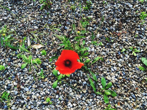 Photo des fleurs de pavot rouges fleurissent dans le champ.