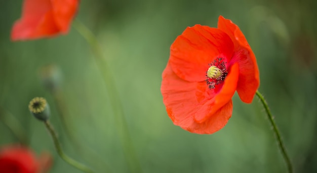 Fleurs de pavot sauvage en gros plan dans un champ.