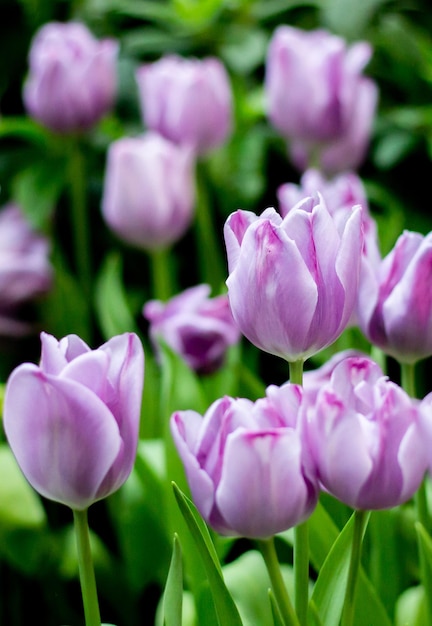 Des fleurs de pavot violettes en été Un champ de pavot à l'opium