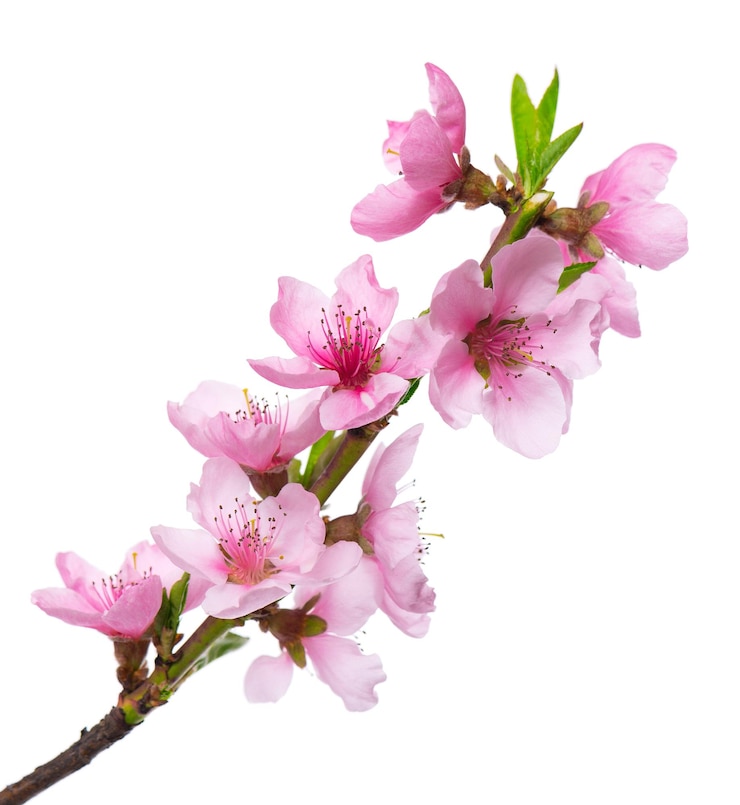 Photo des fleurs de pêche isolées sur un fond blanc, une branche de nectarine avec des fleurs roses
