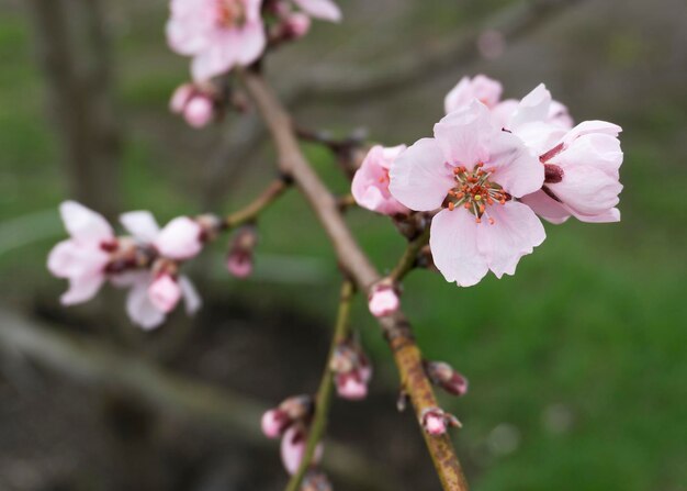 Fleurs de pêche rose au printemps 3