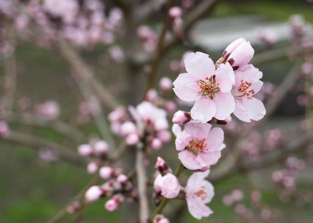 Fleurs de pêche rose au printemps 5