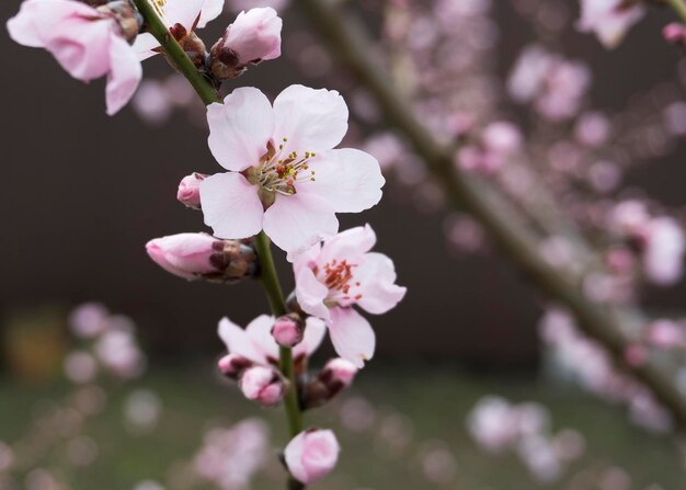 Fleurs de pêche rose au printemps 8