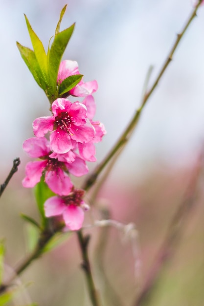 Fleurs de pêche rose se bouchent