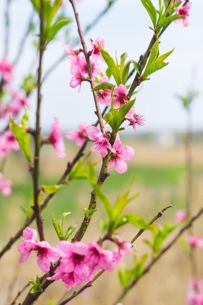 Fleurs de pêche rose se bouchent