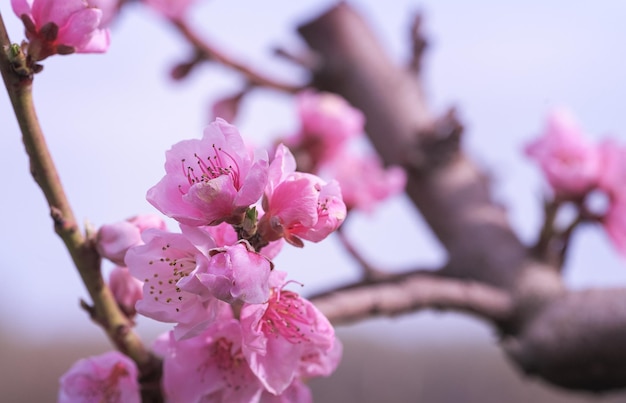 Fleurs de pêche rouge sur l'arbre qui fleurit au printemps contre le ciel bleu par beau temps