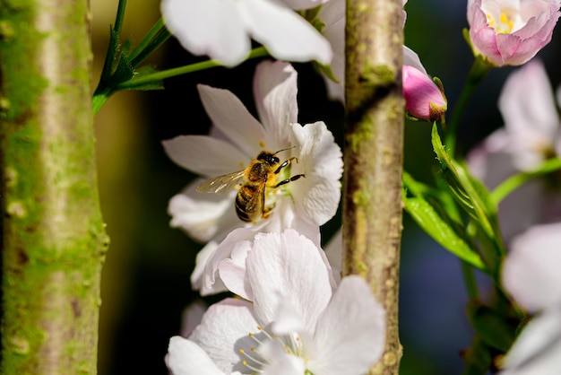 Fleurs de pêcher contre le ciel bleu libre