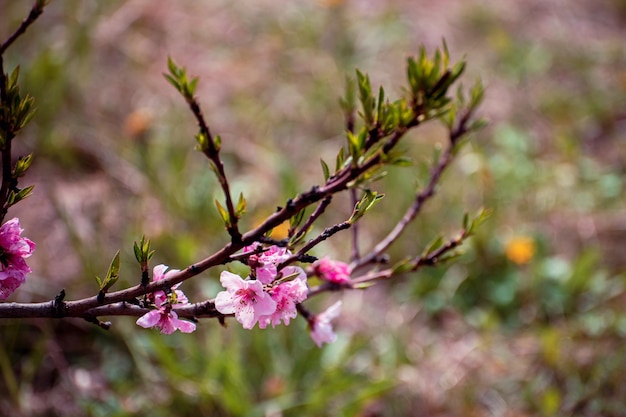 Fleurs de pêcher contre le ciel bleu libre