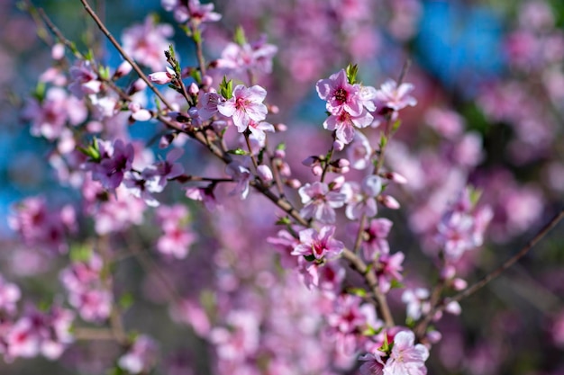 Les fleurs de pêcher sont de couleur violette et belles