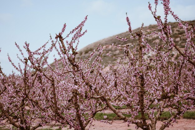 Fleurs de pêchers roses