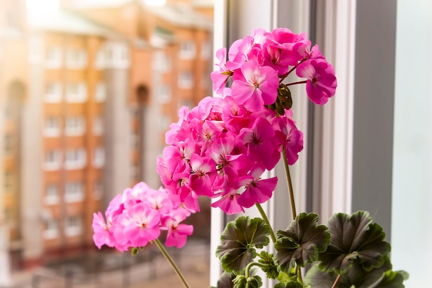 Fleurs de pélargonium cramoisi sur la fenêtre, floriculture et confort dans la maison