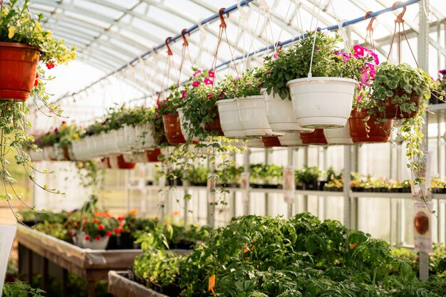 Des fleurs pendantes vibrantes dans une serre sereine