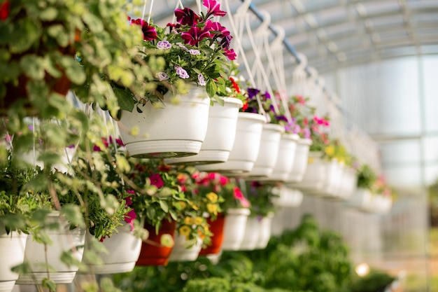 Des fleurs pendantes vibrantes dans une serre sereine