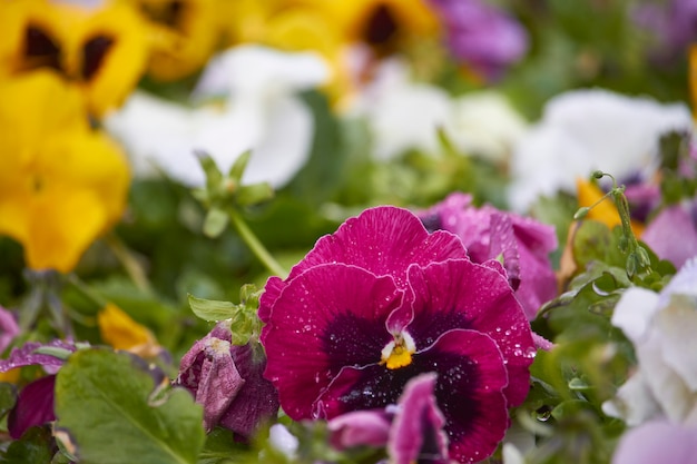 Fleurs de pensée multicolore