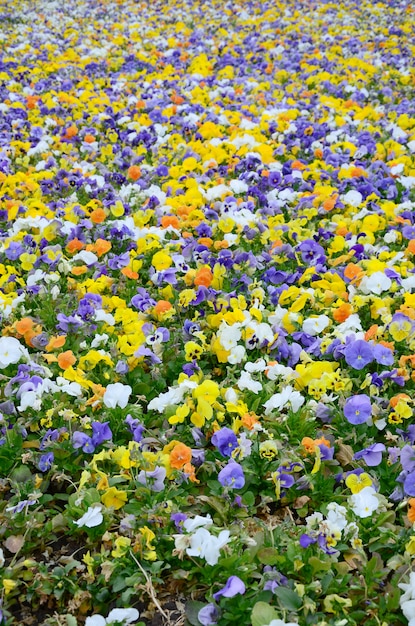 Photo fleurs de pensée multicolores ou pensées se bouchent