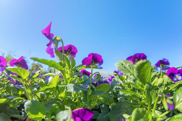 Fleurs de pensée se bouchent, pensée rose pourpre dans le jardin