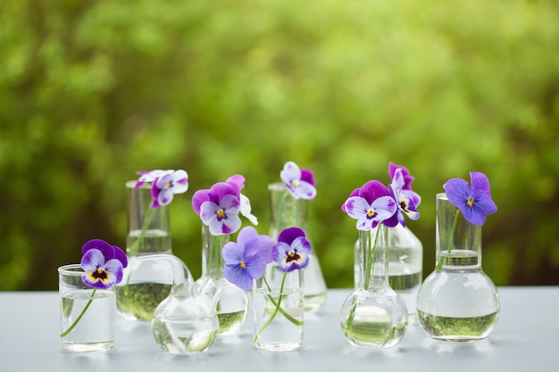 Fleurs de pensée en verrerie chimique, décoration de table dans le jardin