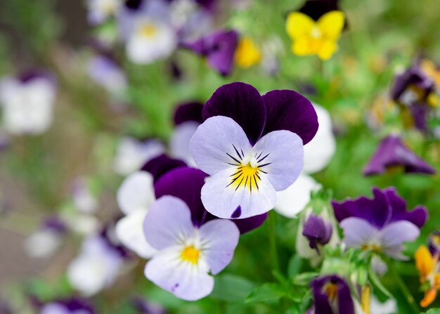 Fleurs de pensées violettes et blanches dans le jardin aux beaux jours