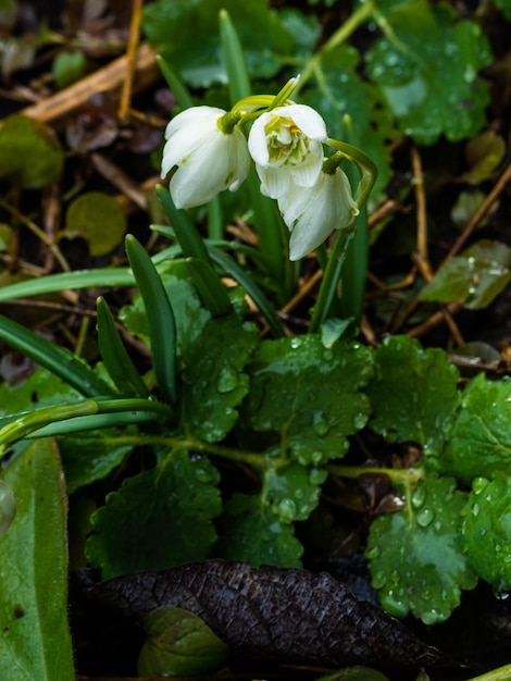 Fleurs de perce-neige au printemps mise au point sélective