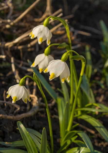 Fleurs de perce-neige au printemps Perce-neige blanc délicat