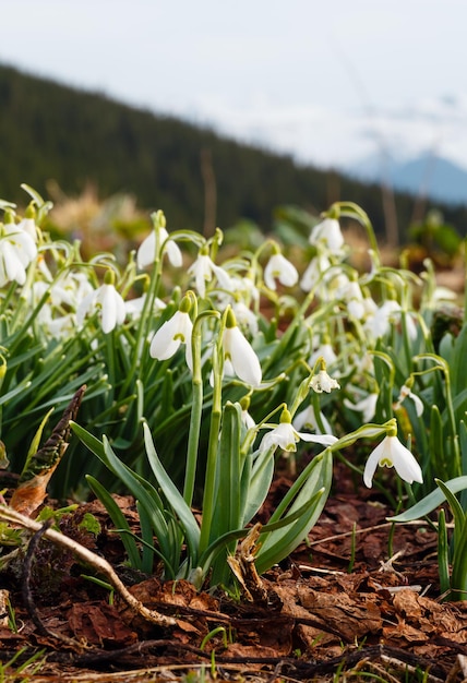 Fleurs de perce-neige dans les montagnes du printemps