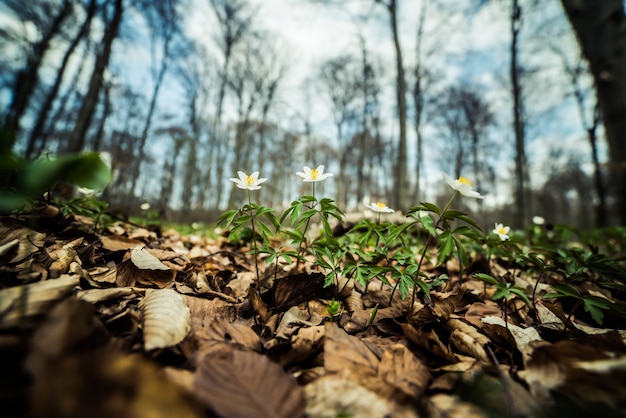 Fleurs de perce-neige de la forêt de printemps dans une forêt de feuillus