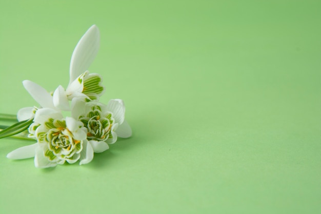 Fleurs de perce-neige de printemps blanc sur fond vert. Espace de copie.