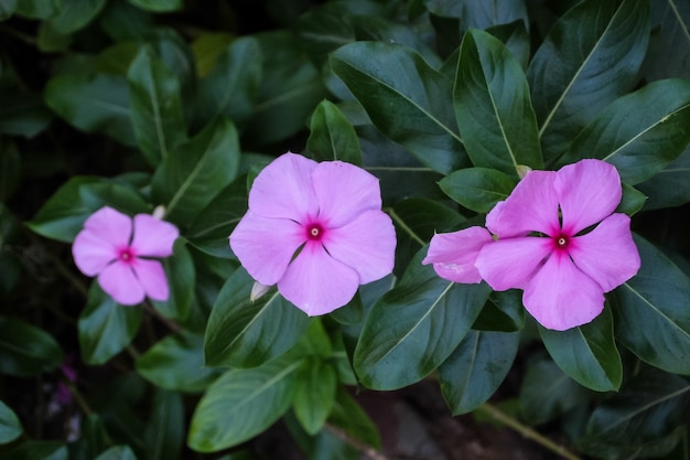 Fleurs de pervenche