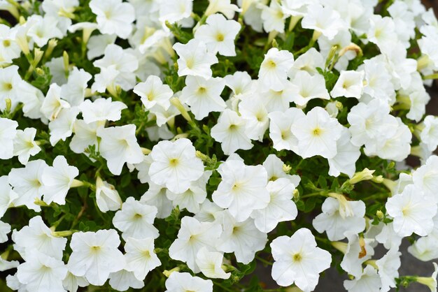 Fleurs de pétunia blanc classique poussant en Extrême-Orient russe