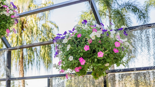 Fleurs de pétunia colorées dans le jardin