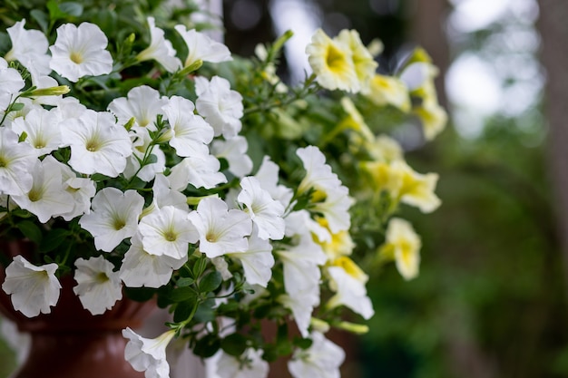 Photo fleurs de pétunia mélangées