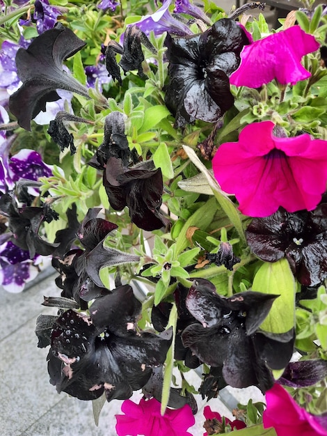Fleurs de pétunia noir